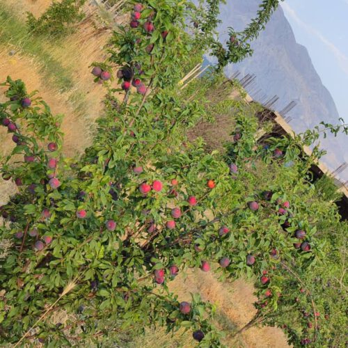 باغ ثمری