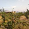 باغ ثمری