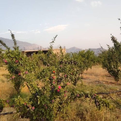 باغ ثمری
