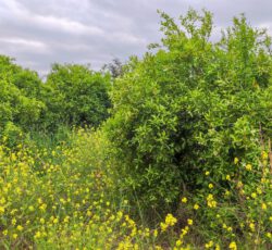 فروش باغچه