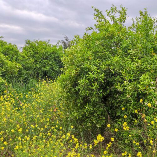فروش باغچه
