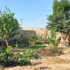 فروش دو قطعه 250 مترمربع زمین باغ