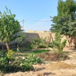 فروش دو قطعه 250 مترمربع زمین باغ