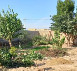 فروش دو قطعه 250 مترمربع زمین باغ