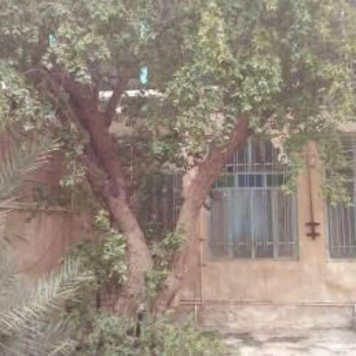 زمین و کلنگی