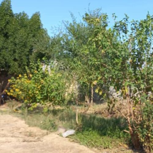فروش دو قطعه 250 مترمربع زمین باغ