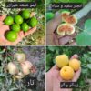 فروش باغچه 722 متر 650 ت