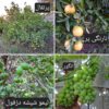 فروش باغچه 722 متر 650 ت