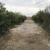 باغچه به متراژ 1100 متر مربع دزفول
