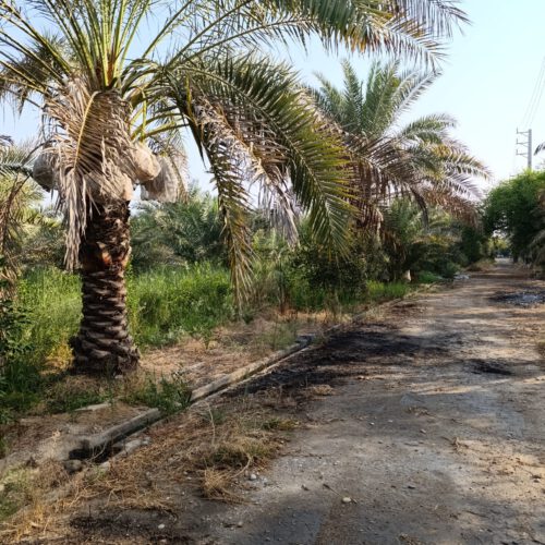 باغ جهت مشارکت ساخت و ساز شهرک ویلایی