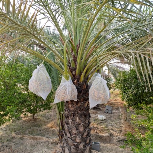 باغ جهت مشارکت ساخت و ساز شهرک ویلایی