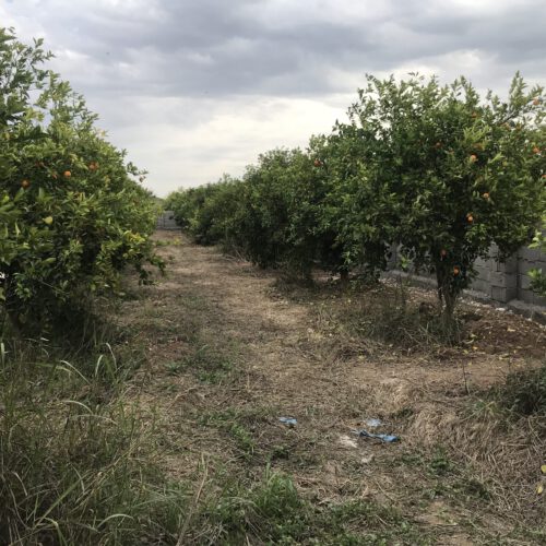 باغچه به متراژ 1100 متر مربع دزفول