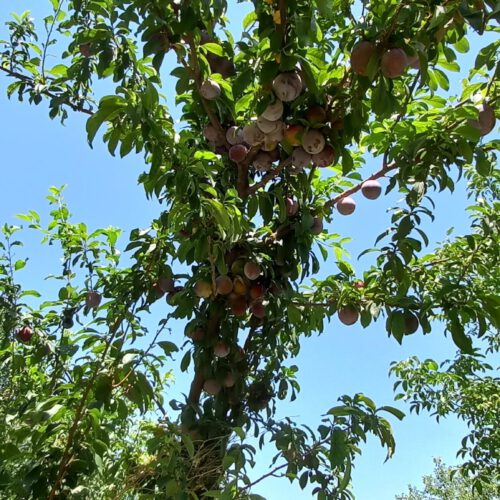 خانه ویلایی