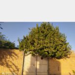 منزل ویلایی باغچه نقلی
