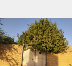 منزل ویلایی باغچه نقلی