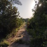 فروش باغ با ساختمان مسکونی و برق روستایی