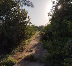 فروش باغ با ساختمان مسکونی و برق روستایی