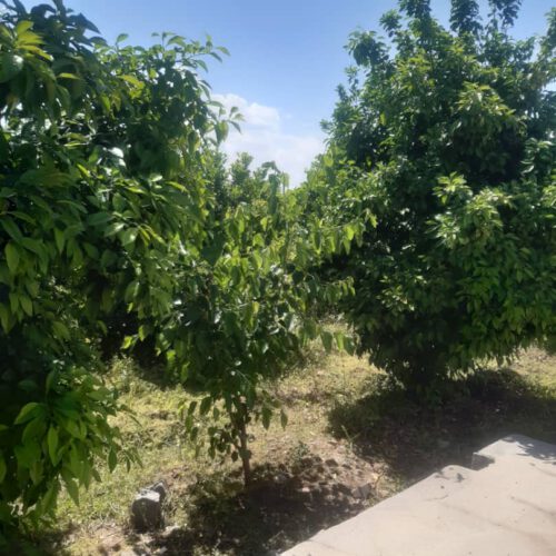 باغچه نیمه ساز