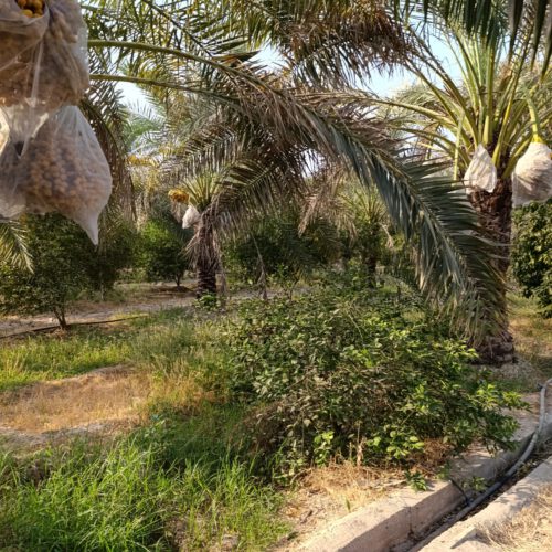 باغ جهت مشارکت ساخت و ساز شهرک ویلایی
