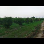 باغ1000متری در دزفول معاوضه با ماشین هم میشود.