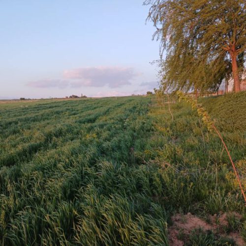 فروش یا معاوضه زمین (توضیحات در آگهی) با آپارتمان/خانه/ ماشین