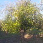 فروش باغچه به متراژ1150متر پست شهرک بن جعفر