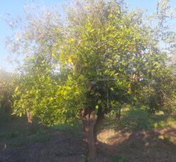 فروش باغچه به متراژ1150متر پست شهرک بن جعفر