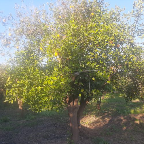 فروش باغچه به متراژ1150متر پست شهرک بن جعفر
