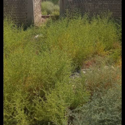زمین مسکونی