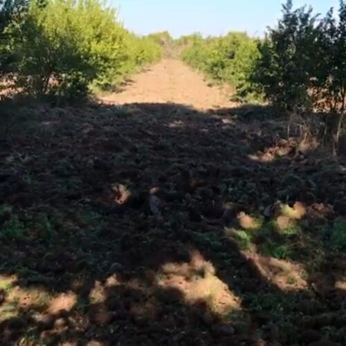 باغ1000متری در دزفول معاوضه با ماشین هم میشود.