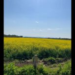 زمین زراعی باغی  واقع در روستای کی کاوس بهبهان