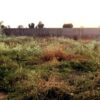 فروش سه ملک هزارمتری با سه سند