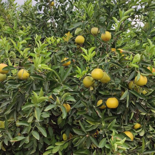 فروش ویلا باغ در دزفول