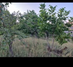باغ یاسوج روستای وزگ متراژ 1000