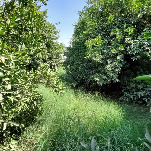 باغچه 500 متری قلعه سید