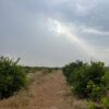 فروش زمین