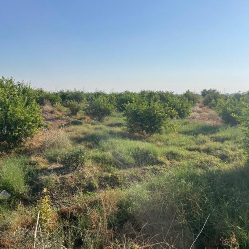 فروش زمین