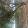 باغ 500 متری در روستای دشت بزرگ
