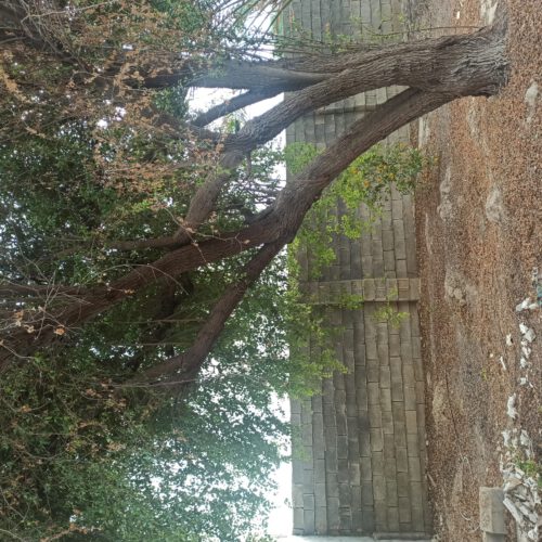 باغ 500 متری در روستای دشت بزرگ