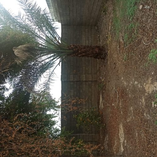 باغ 500 متری در روستای دشت بزرگ