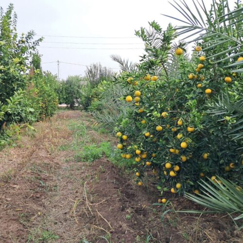 زمین باغچه