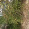 باغ 500 متری در روستای دشت بزرگ
